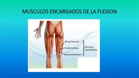 La articulación de la Rodilla funciones y beneficios pptx