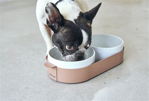 a small black and white dog eating out of a bowl