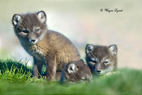 Dr. Wayne Lynch Canada's Wildlife Specialist