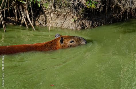 capybara swimming Stock Photo | Adobe Stock