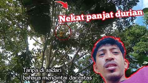 Beginilah Lah Jadinya Kalau Nekat Panjat Durian Bahaya Mengintai