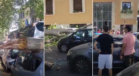 Albero Crolla Su Auto In Sosta A Roma Due Feriti Portati In Ospedale