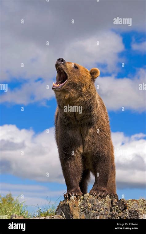 Grizzly Bear Roaring Stock Photo Alamy