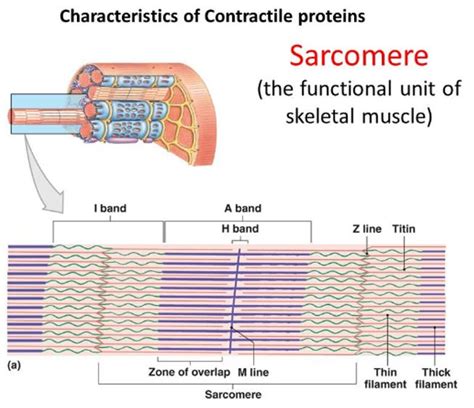 Sarcomere Microscope