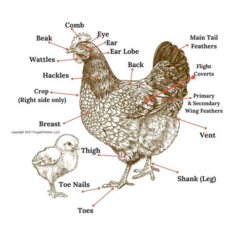 Chicken Anatomy, Digestive System - Chicken Farmers Union