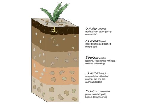 [Solved] Exercise 2: Soil Horizons Part A: Figure 2.1 is a profile of ...