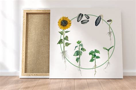 Sunflower Life Cycle Clip Arts And Print Etsy