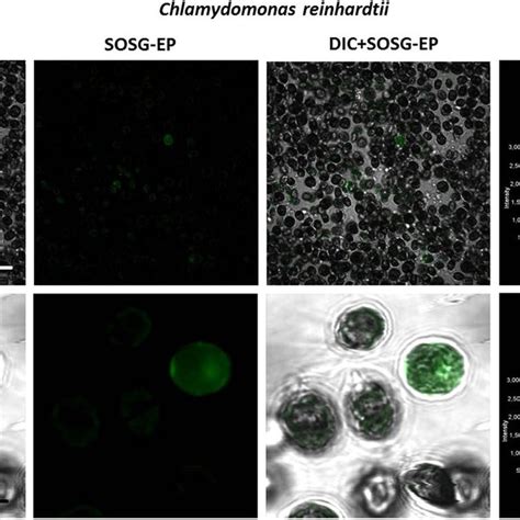 (PDF) Singlet oxygen imaging using fluorescent probe Singlet Oxygen ...