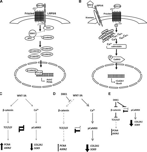 Simultaneous Activation And Reciprocal Inhibition Of Catenin And