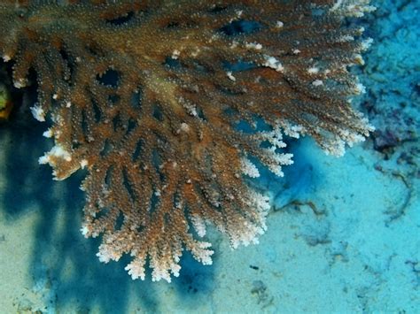 Protecting Scleractinia: A key to coral reef survival - CGTN