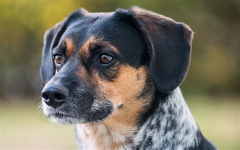 Beagle Australian Cattle Dog Mix 21 Things Every Owner Should Know