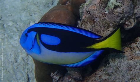 Surgeonfish Tang And Unicornfish Identification Guide Snorkeling Report