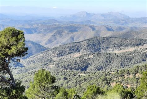 El Detenido Por El Crimen En Los Montes De Málaga Fue Condenado Por