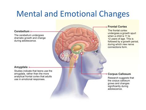 Ppt Chapter Changes During Adolescence Powerpoint Presentation