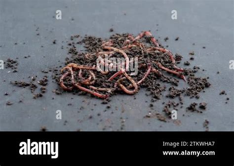 Close up Crawling Red Earthworms in Black Soil Isolated on Black Background. Slow motion. A ...