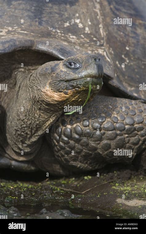 Tortue géante des Galapagos Geochelone elephantopus porteri