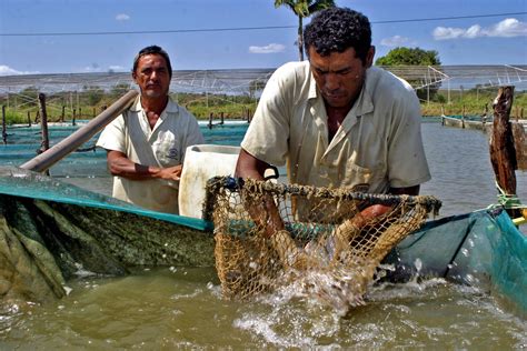 Centro De Pesquisas Em Aquicultura De Pentecoste Realiza De 26 A 30