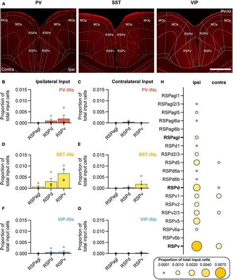 Frontiers Whole Brain Mapping Of Long Range Inputs To The Vip