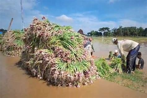 Foto Seratusan Hektar Bawang Merah Di Brebes Dipanen Dini Mengapa