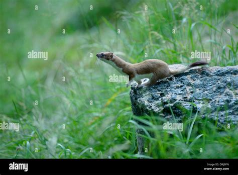 Weasel and stoat hi-res stock photography and images - Alamy