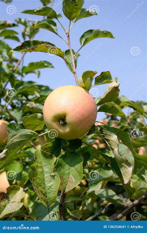 Apples in the Orchard, Varieties for the Summer, Poland Stock Image ...