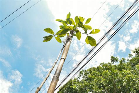 Programa Pé de Árvore recebe mais 18 novas mudas no Jardim Paulista