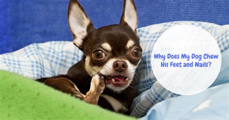 Dog Chewing on Leg | Possible Reasons and Remedies