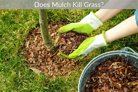 Does Mulch Kill Grass Just Yardz