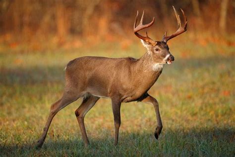 The Best Guide For North Dakota Hunting Seasons, 2018 - 2019