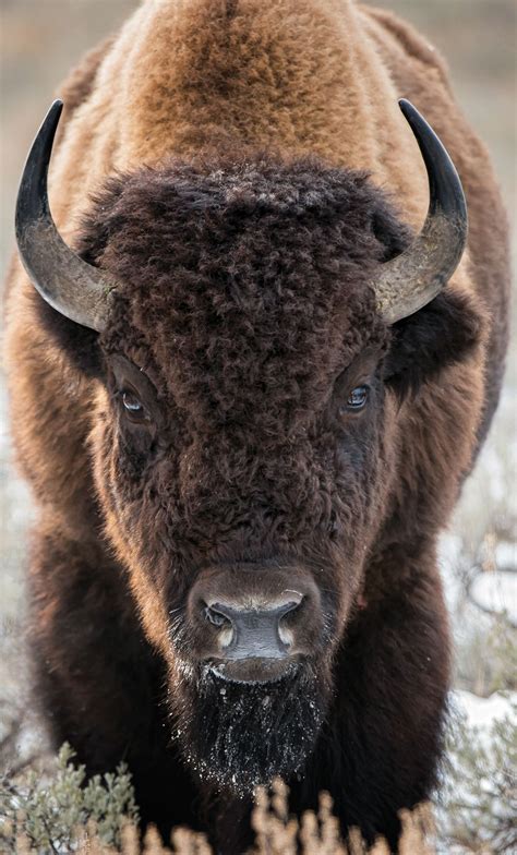 Found On Bing From Buffalo Animal Animals Wild