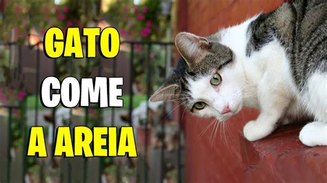 Gato Come Areia Higi Nica Gatil Hauser Youtube