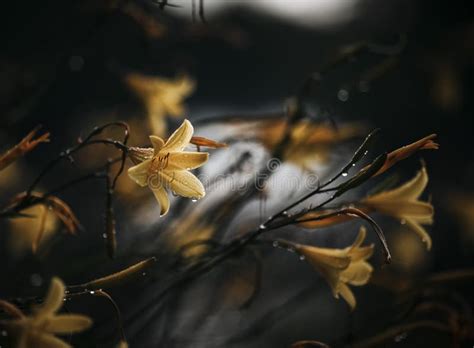 Flower Photo Taken on a Rainy Day Captures Stock Image - Image of ...