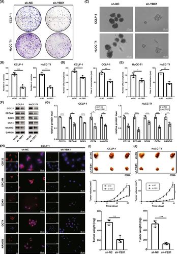 YBX1 Promotes Stemness And Cisplatin Insensitivity In Intrahepatic