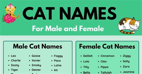 Cat Names: 70+ Most Popular Male and Female Cat Names • 7ESL