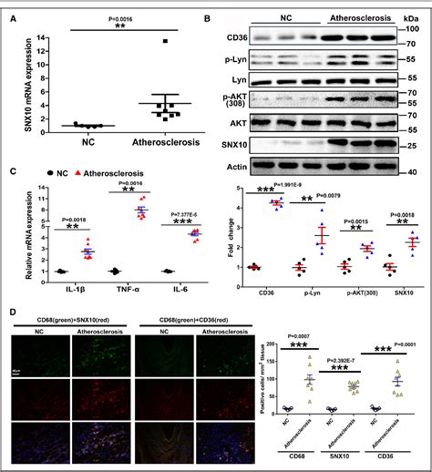 Figure From Sorting Nexin Mediates Metabolic Reprogramming Of