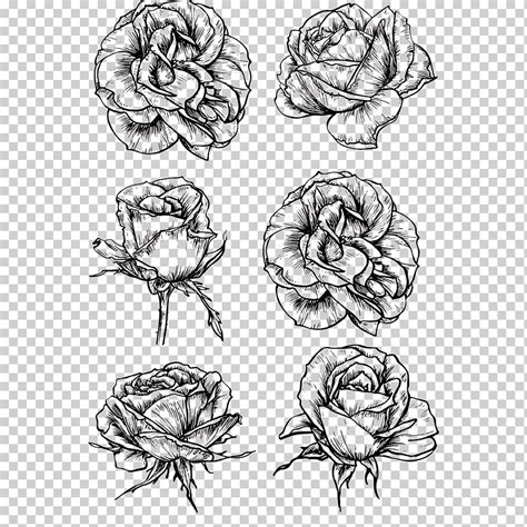 Descarga Gratis Seis Bocetos De Flores Color De Rosa Boceto De