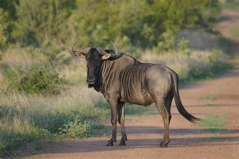 Madikwe Game Reserve - Safari Africa