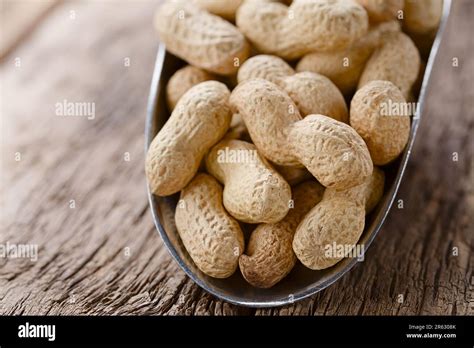 Unshelled Peanut Or Groundnut Lat Arachis Hypogaea Pods In Metal