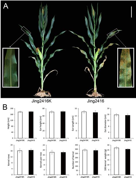 Frontiers Identification And Fine Mapping Of RppM A Southern Corn