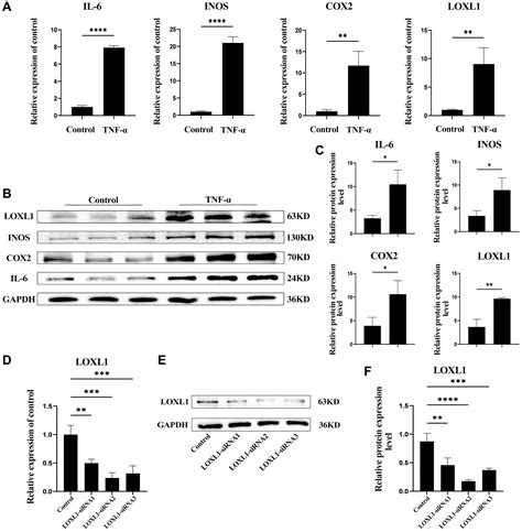 Mechanism Of Lysine Oxidase Like 1 Promoting Synovial Inflammation