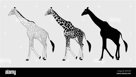 Giraffe Black Silhouette Giraffe Vector Outline Design Giraffe Vector