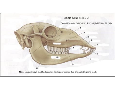 llama skull (right side) Quiz