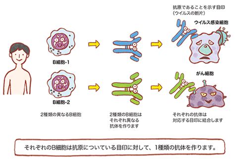 モノクローナル抗体とは？｜バイオのはなし｜中外製薬