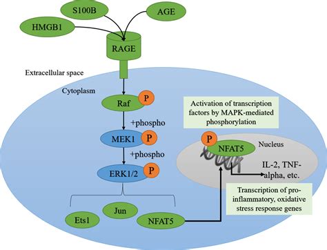 Age Rage Signaling Pathway