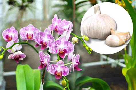 Aiuta Le Tue Orchidee A Fiorire Un Semplice Spicchio D Aglio Fa