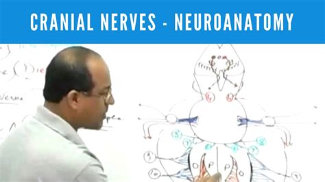 Cranial Nerves Neuroanatomy Youtube