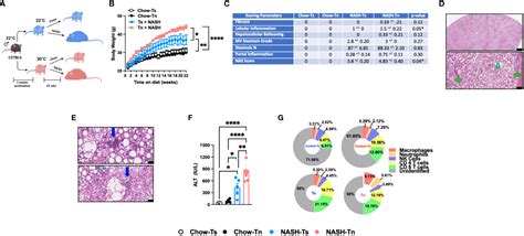 Frontiers Thermoneutral Housing Shapes Hepatic Inflammation And