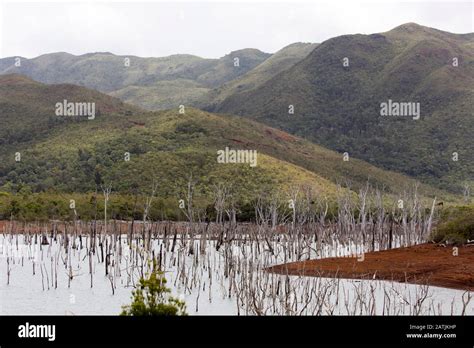 Le Parc De La Rivi Re Bleue En Nouvelle Cal Donie Photo Stock Alamy