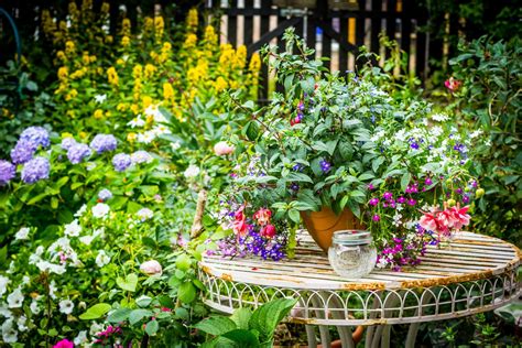 Types Of Fuchsias Hanging And Standing Fuchsias Plantura