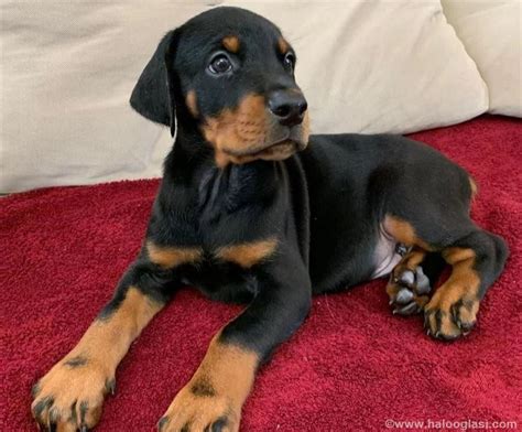 Doberman Tenci Halo Oglasi